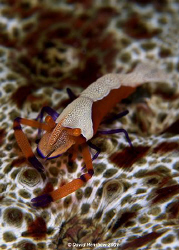 Portrait study of an Imperial Partner Shrimp. Taken with ... by David Henshaw 